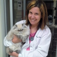 Diego and Dr. Eckstein - a Himalayan kitty