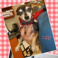 Lily and Bettie get their checkups and health certificates 2