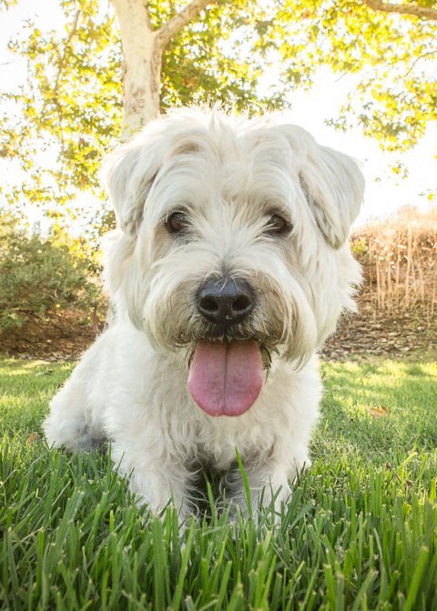 Pet Dental Care in Saddleback Valley